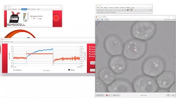 Intracellular Creep and Stress-Relaxion tests with SENSOCELL optical tweezers