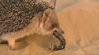 Be careful in the desert