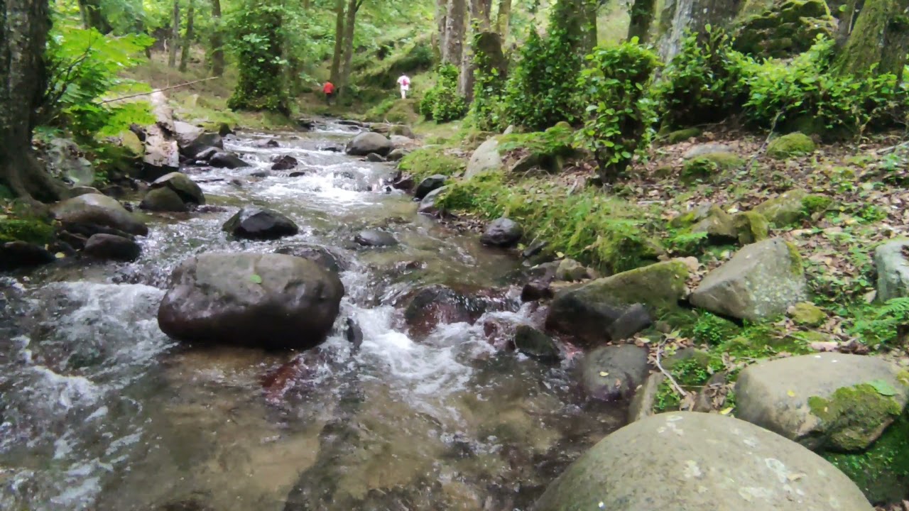 من أجمل ما زرت هذا العام .. غابة تيزغبان الساحرة 🏞️❤️