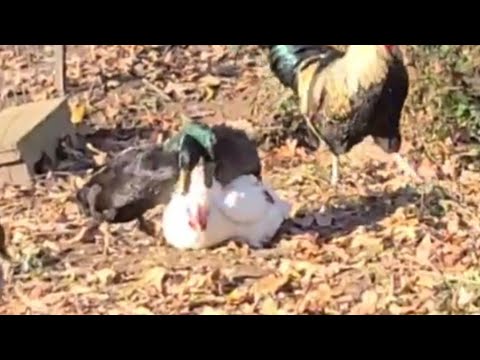 Two Ducks Trying To Mating Chicken Hen