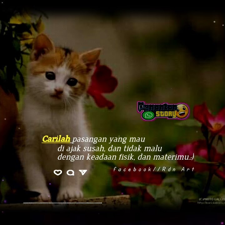 Kucing cantik Story wa