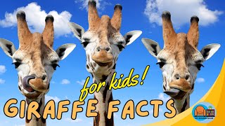 #animalfactsforkids  Giraffe Facts for Kids