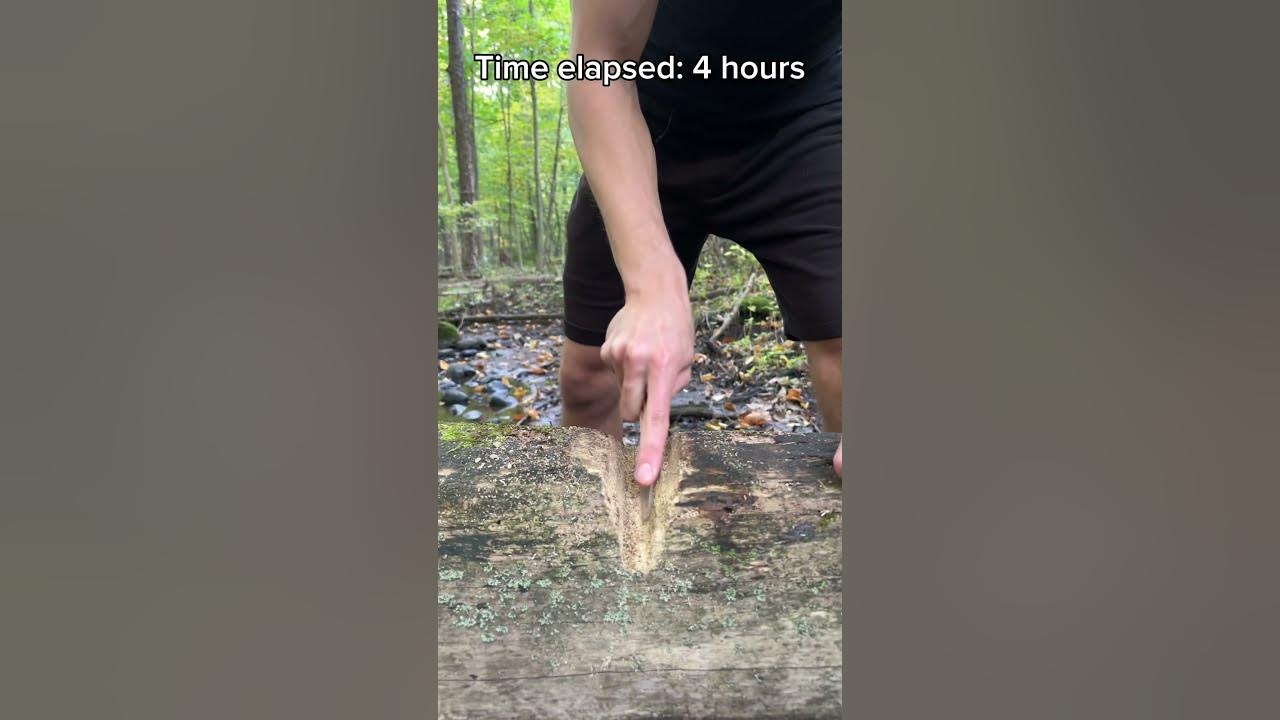 The unemployed friend on a Tuesday afternoon 💀 #challengevideo #mrbeastchallange #wilderness