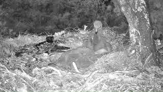 FP2 Starts a Bedtime Brawl!  🤼  Fraser Point Bald Eagle Nest; Explore.org 4-24-24