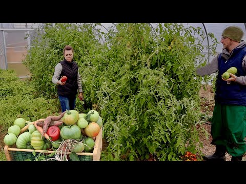 Vídeo: Care Of Homestead 24 Tomato - Obteniu informació sobre el cultiu de Homestead 24 Tomatoes