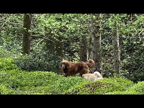 DAĞDA YABANCI KÖPEKLERİN KIZAN PARTİSİNE DENK GELDİK