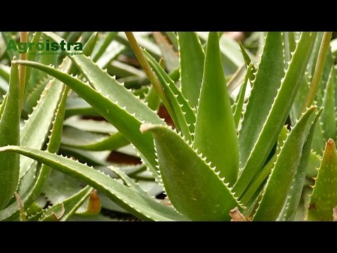 Video: Šta je spiralna biljka aloje – kako uzgajati spiralnu aloju sukulentu