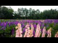 Walking the Lupine Fields of Sugar Hill, NH (4K) | Binaural Audio, Rain Umbrella &amp; Nature Sounds