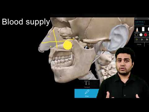 Nasal Septum Anatomy