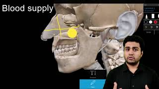 Nasal Septum Anatomy