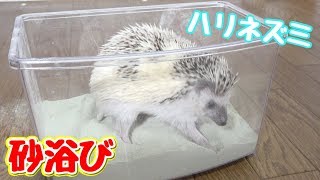 ハリネズミ初めての砂浴び！遊んでくれる？？