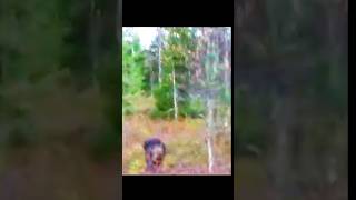 нападение медведя на охотника #загоннаяохота #deerhunting #wildlife #весеннта #wilddeer #hunting