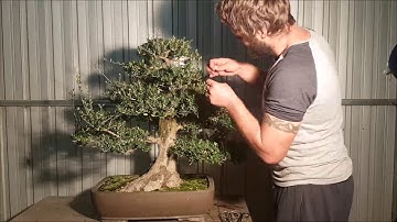 Aussie Bonsai Bloke (Olive restyling) Bonsai basics. How to bonsai. How to prune tree