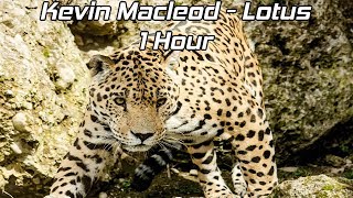 Kevin MacLeod - Lotus - [1 Hour] [No Copyright]