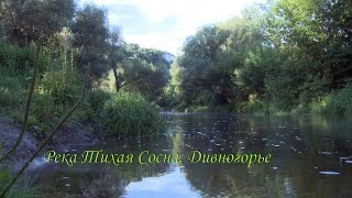 Река Тихая Сосна, Дивногорье
