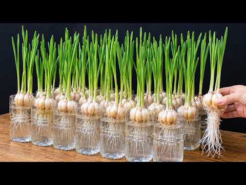 Don’t Throw Away Plastic Bottles! Grow Garlic And Green Onions At Home