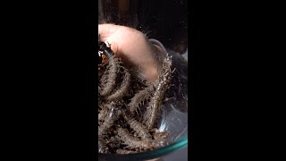60 seconds in a bowl of Hellgrammites 😱