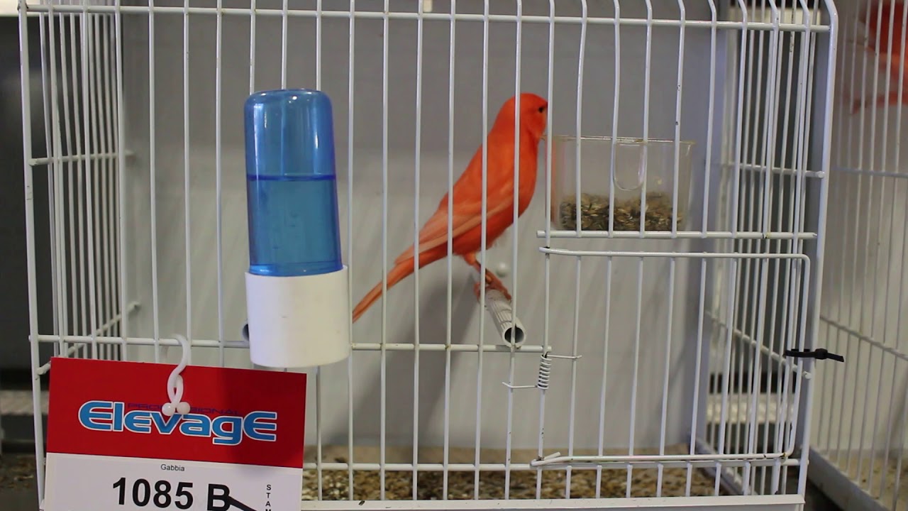 Rosso Avorio Intenso