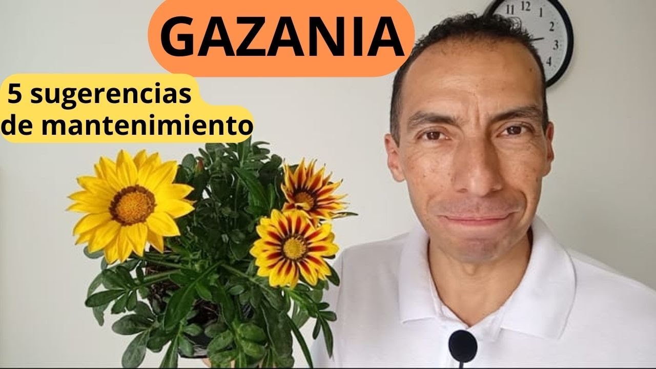 5 recomendaciones sencillas para el cuidado y mantenimiento de la planta GAZANIA