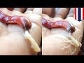 Strange creatures: Bizarre ribbon worm shoots white goo all over a human hand - TomoNews