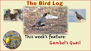 Bird Log Feature: Gambel's Quail