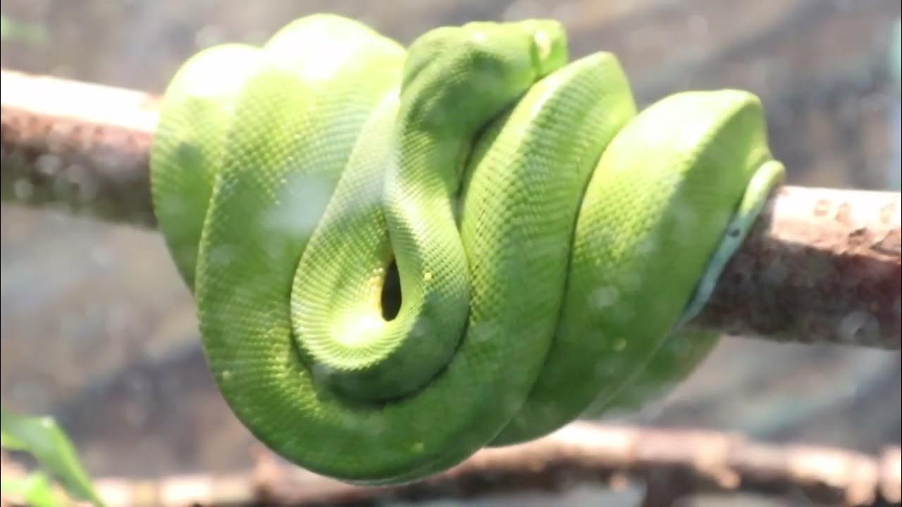 Python Snake At The Zoo Up Close Look At This Slithery Animal - YouTube