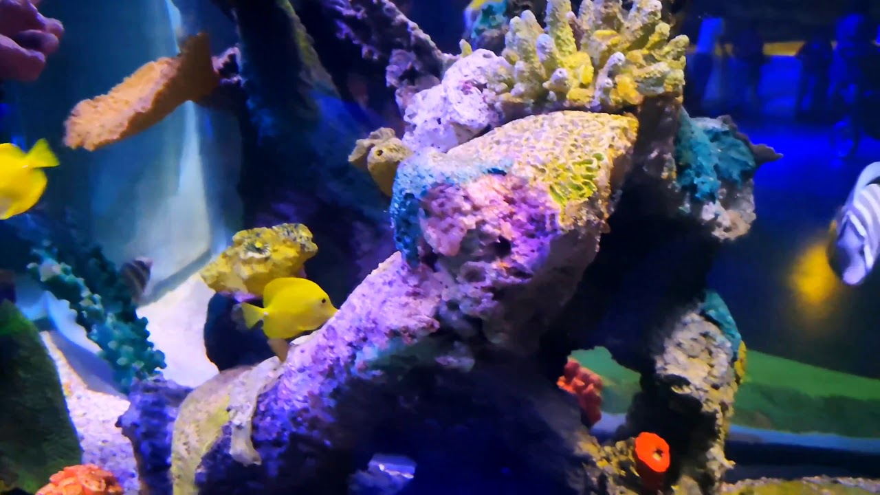 Mexico City Aquarium YouTube