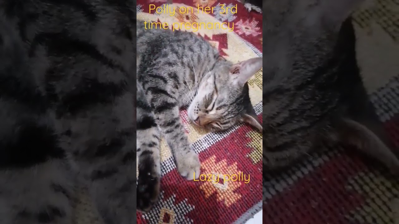 my cat is pregnant again🙀 polly 