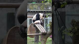 For Anti-Fall Training Of Cub, Giant Panda Picks Up The Cub By The Scruff And Throw It Down