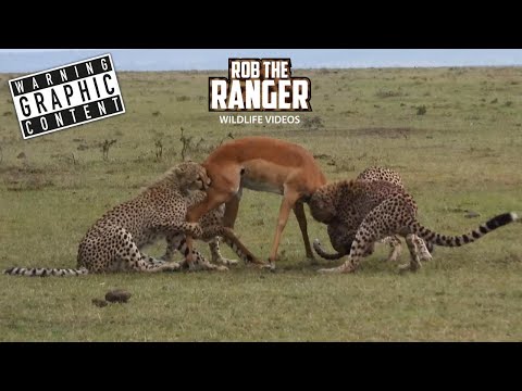 Cheetahs Catch An Impala, Lose It TWICE To Hyenas! | Lalashe Maasai Mara Safari @robtheranger