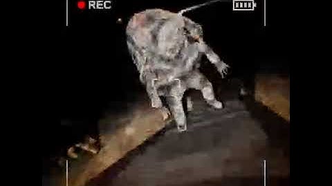 ||CONTENT WARNING|| Snail Attack