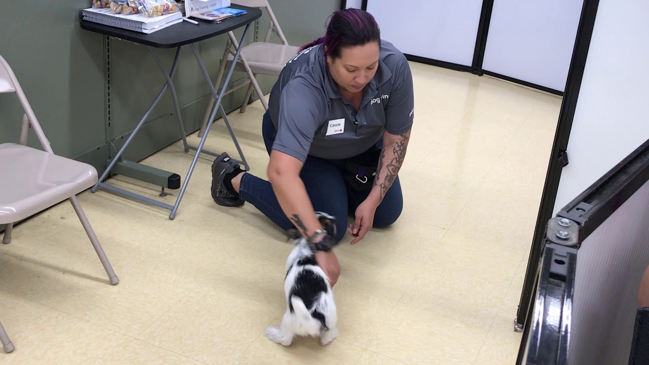Petco Puppy Playtime Oliver's 3rd Visit Part 1 YouTube