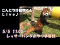 【天王寺動物園】こんにちは動物くんLive♪ レッサーパンダおやつ争奪戦