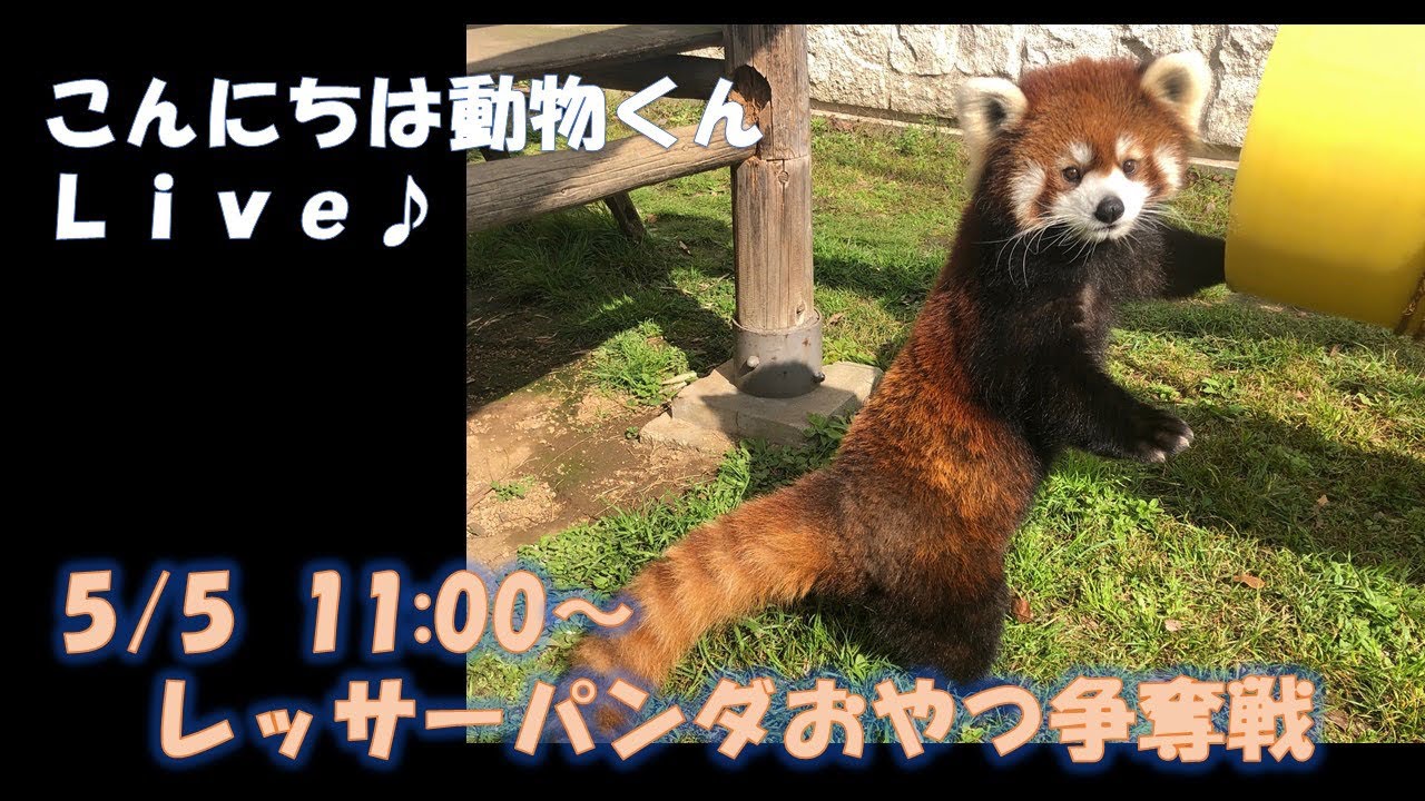 天王寺動物園】こんにちは動物くんLive♪ レッサーパンダおやつ争奪戦