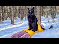 Luna the panther sees off winter / Leopard and Rottweiler on a walk in the early morning ☀️