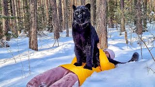 Luna the panther sees off winter / Leopard and Rottweiler on a walk in the early morning ☀️