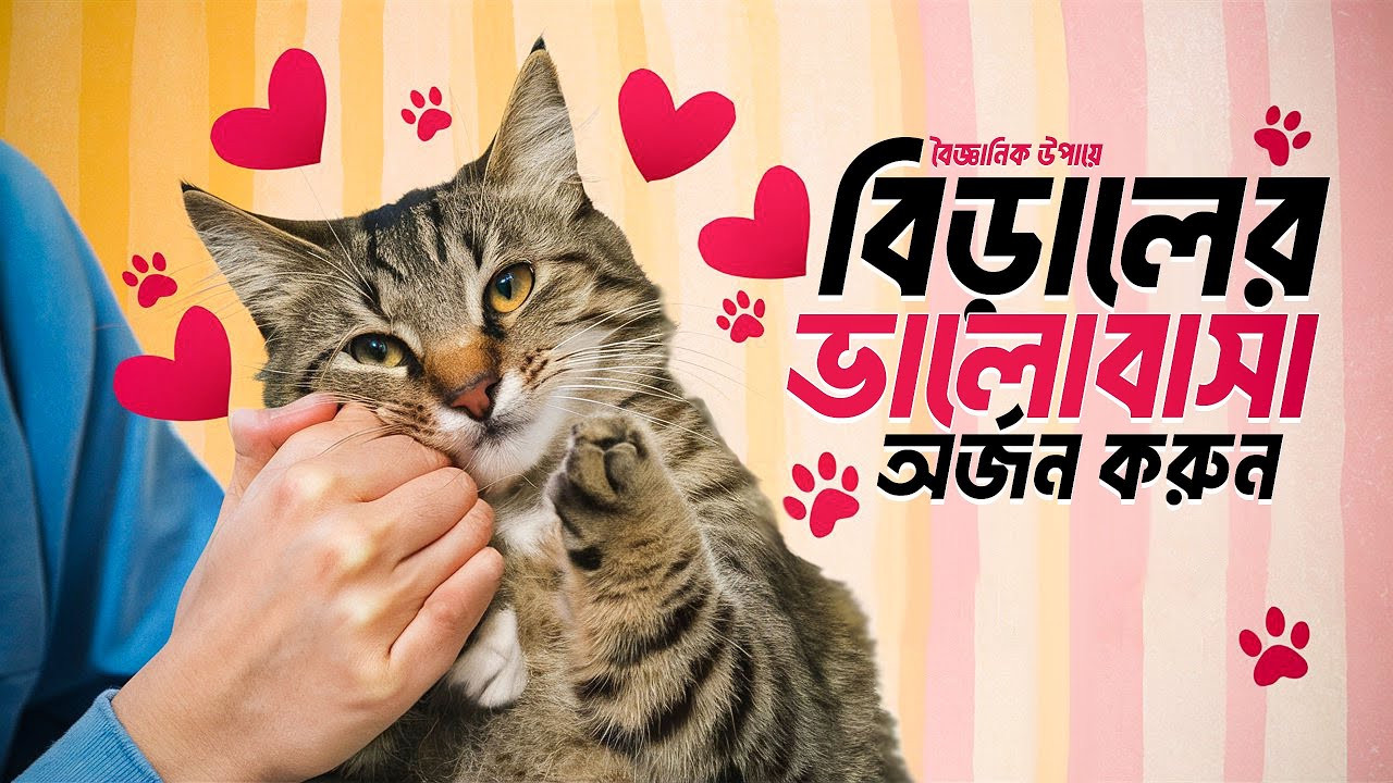 কি করলে বিড়াল আপনাকে ভালবাসবে? | What will make the cat love you?