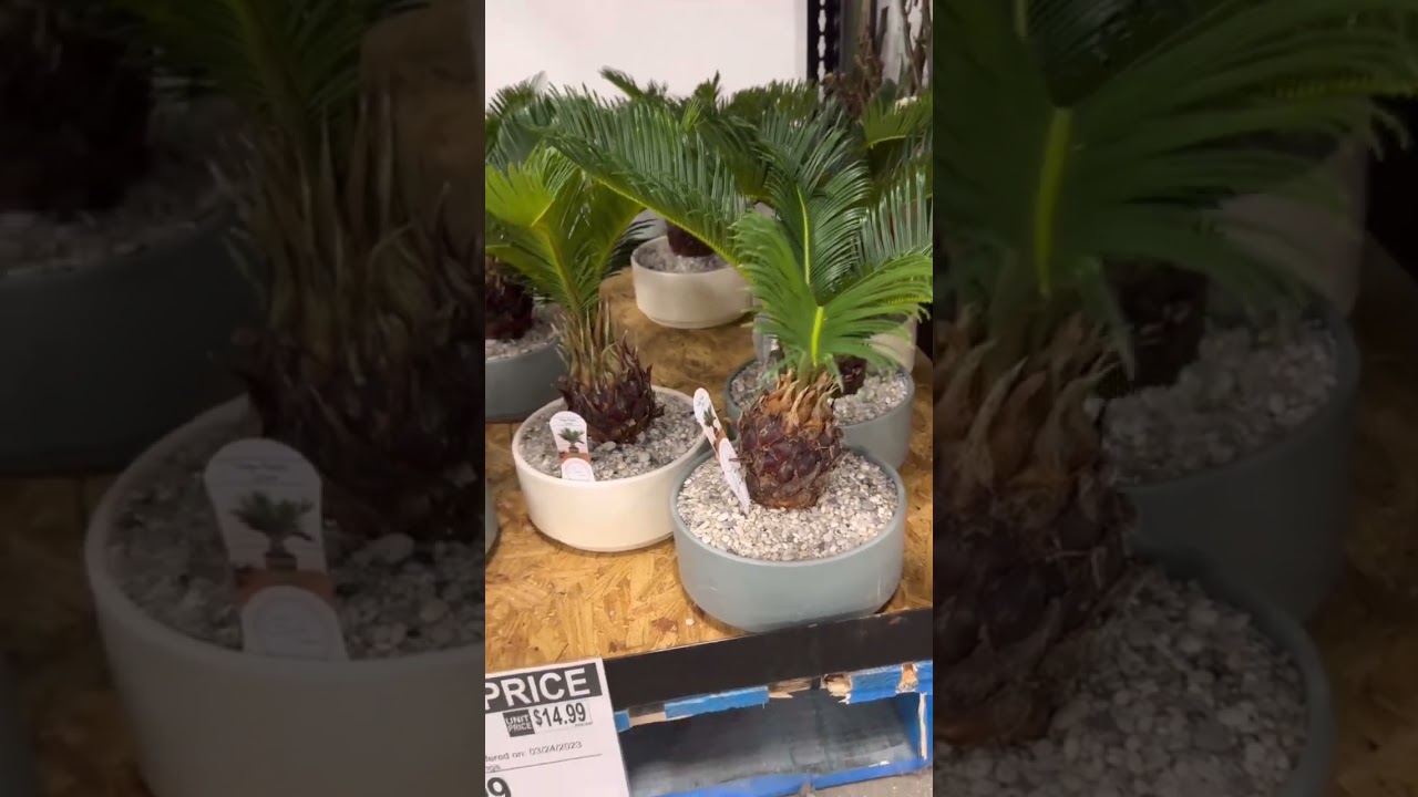 Beautiful Palm Pot, Clearance $14.99 Assorted Palm Ceramic Pot 