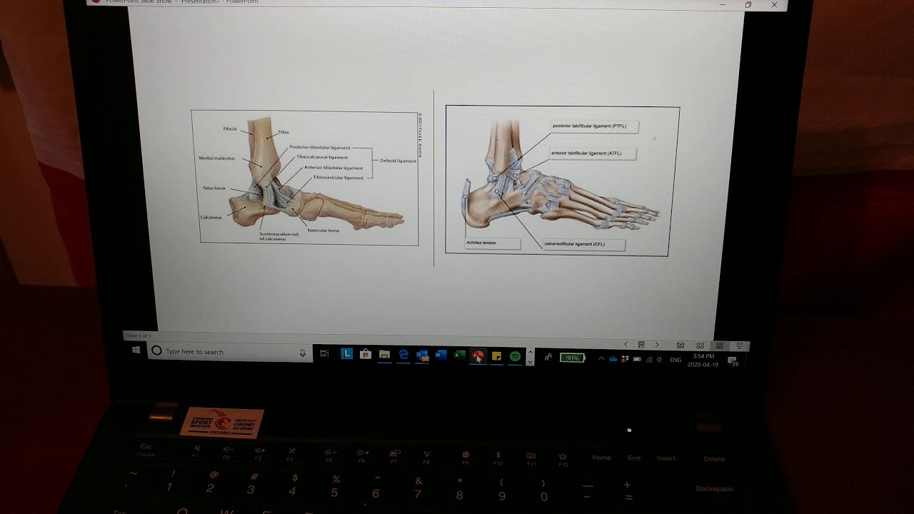 Foot: Introduction and Anatomy