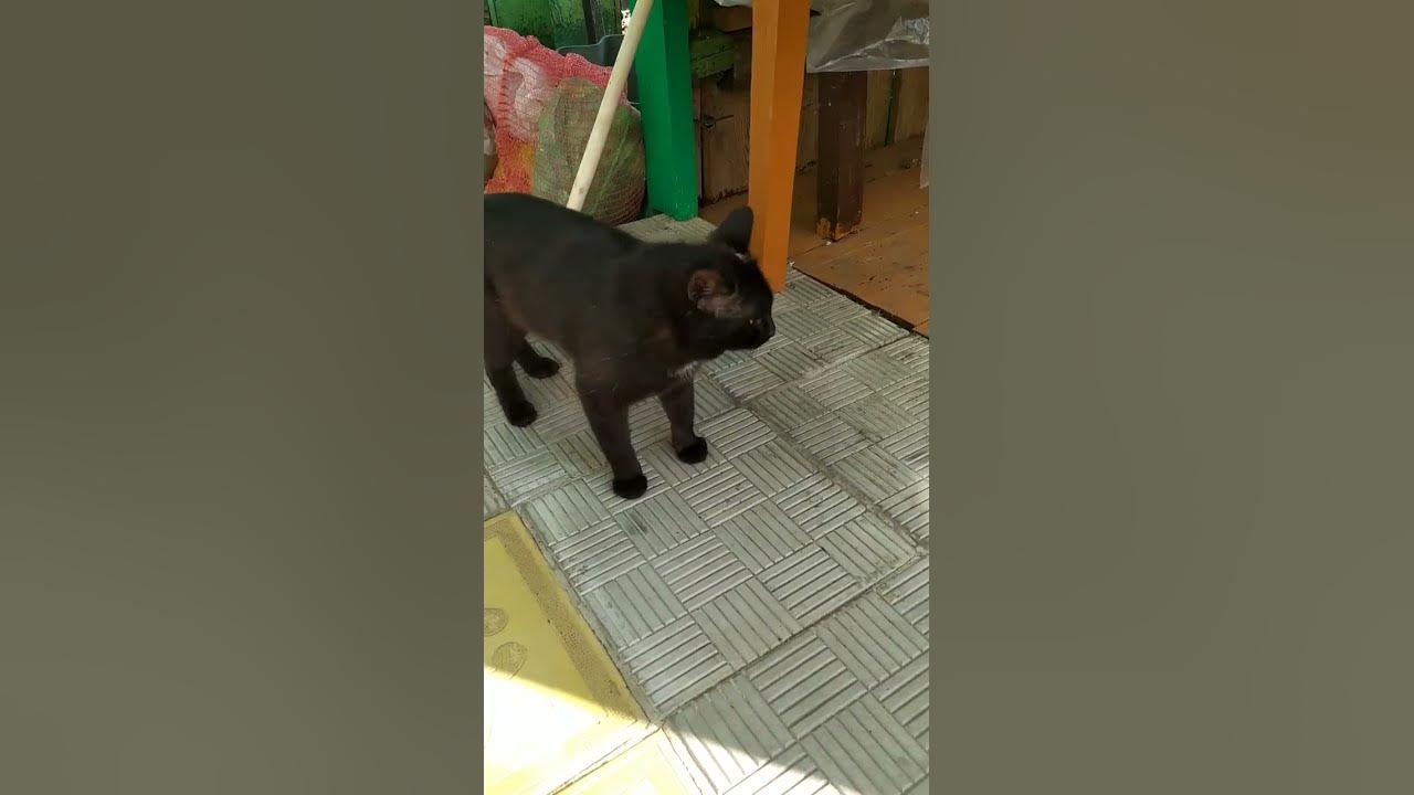 #cat липсик приемышь - YouTube