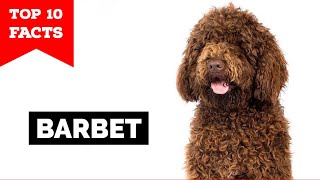 Barbet  Top 10 Facts
