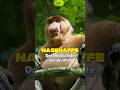 Das Seltsamste Tier Der Welt Warum Der Nasenaffe So Besonders Ist