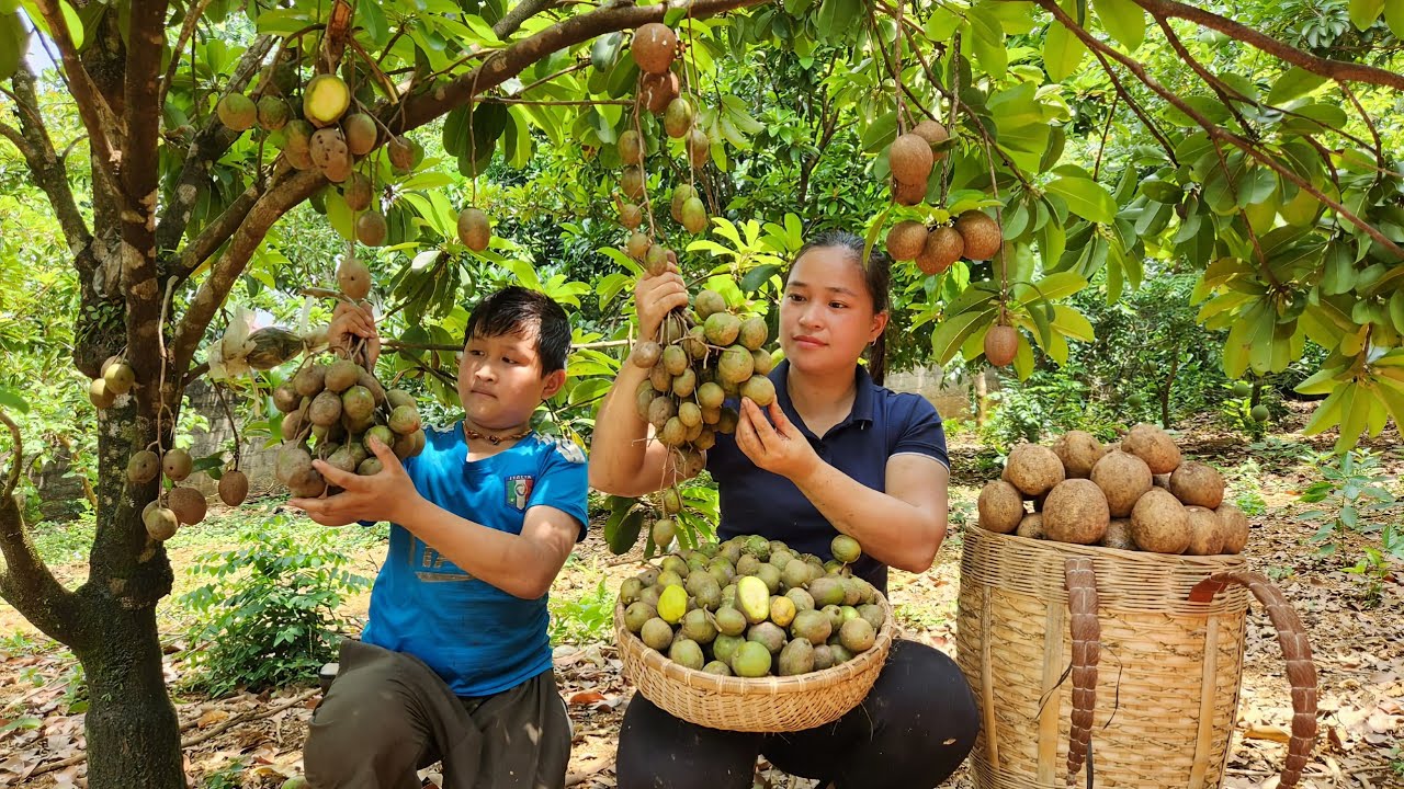 Harvesting Ambarella & Sapodilla Fruit Goes to the market sell - Pig ...