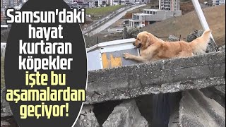 Samsun'daki hayat kurtaran köpekler işte bu aşamalardan geçiyor!