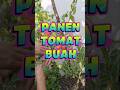 PANEN TOMAT BUAH TABULAMPOT #tomat #tomato #buahtomat #tanamantomat #panen #petikbuah #makanbuah #fy