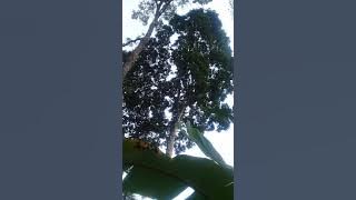 cucak ijo lokal malang asli  ngalas..