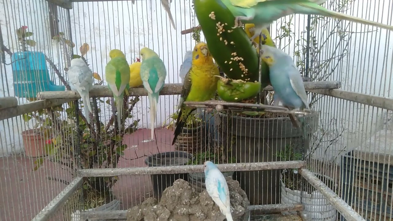 Peaceful Birds That Help You Unwind