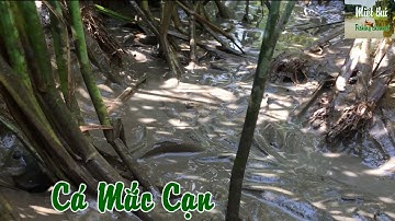 Đi bắt cá mắc cạn mùa khô ở cái mương nhỏ huyền thoại |Amazing fish
