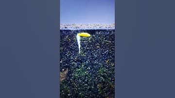 سورة الهمزة للشيخ محمد الفقيه