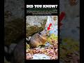 This Tiny Mammal Solved the Winter Survival Problem